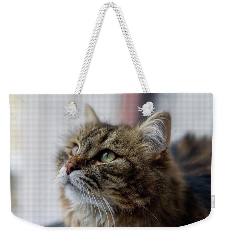 Siberian Weekender Tote Bag featuring the photograph Siberian Portrait by Alec Klobuchar