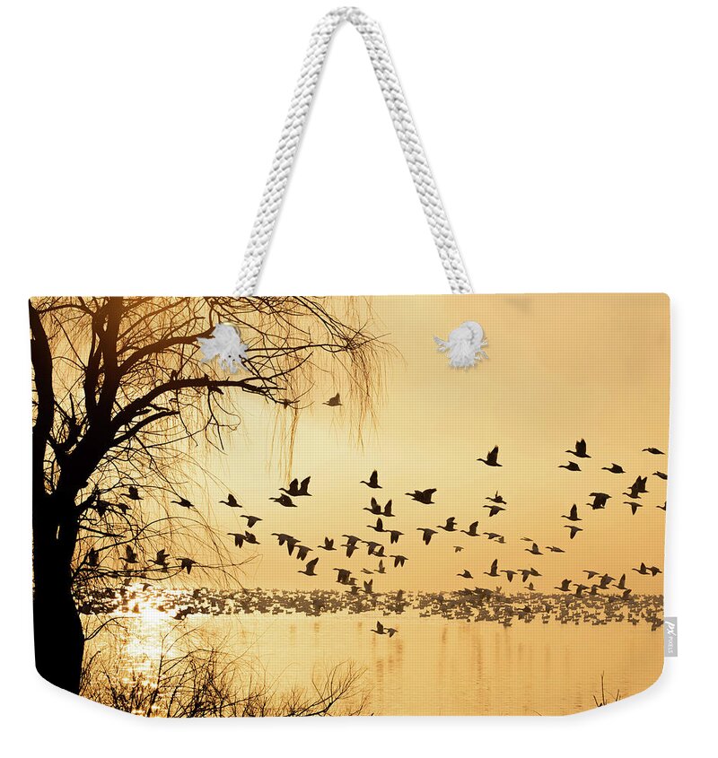 A. C. Atlanticus Weekender Tote Bag featuring the photograph Silhouette of geese over lake at sunrise by Karen Foley