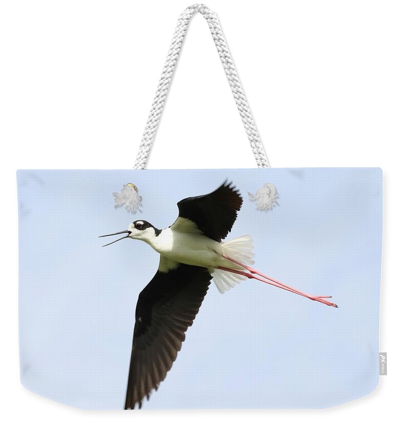Black-necked Stilt Weekender Tote Bag featuring the photograph Black-Necked Stilt in Flight by Mingming Jiang