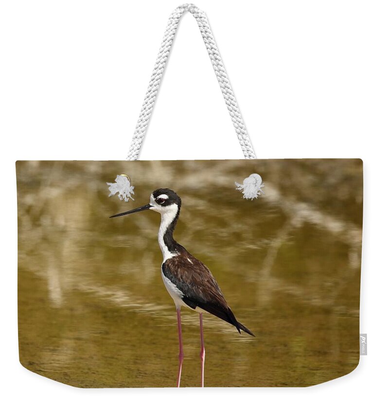 Black-necked Stilt Weekender Tote Bag featuring the photograph Black-Necked Stilt by Mingming Jiang