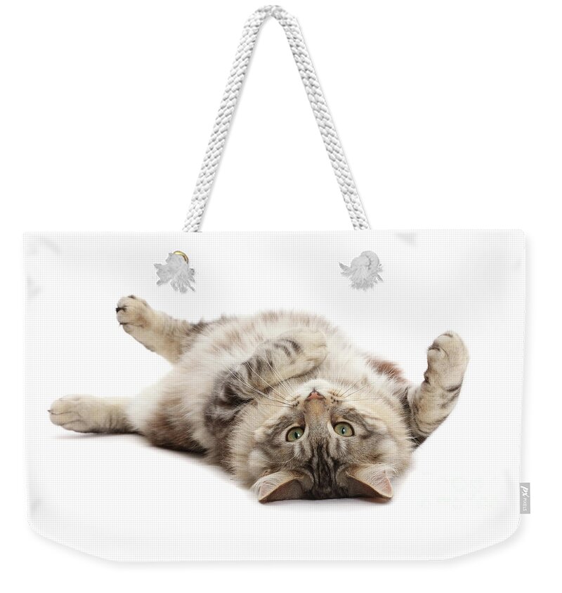 Silver Weekender Tote Bag featuring the photograph Silver tabby fluffy cat rolling on back by Warren Photographic