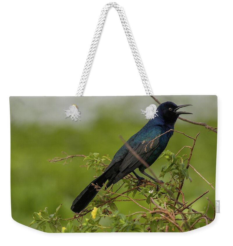 Shinny Feathers Weekender Tote Bag featuring the photograph Singing Bird by Dorothy Cunningham