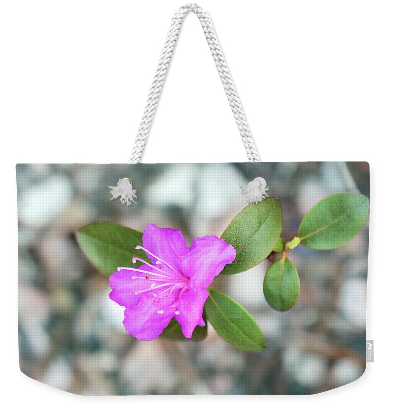 Single Bloom Flower Weekender Tote Bag featuring the photograph Single Bloom Purple Rhododendron Blossom by Gwen Gibson