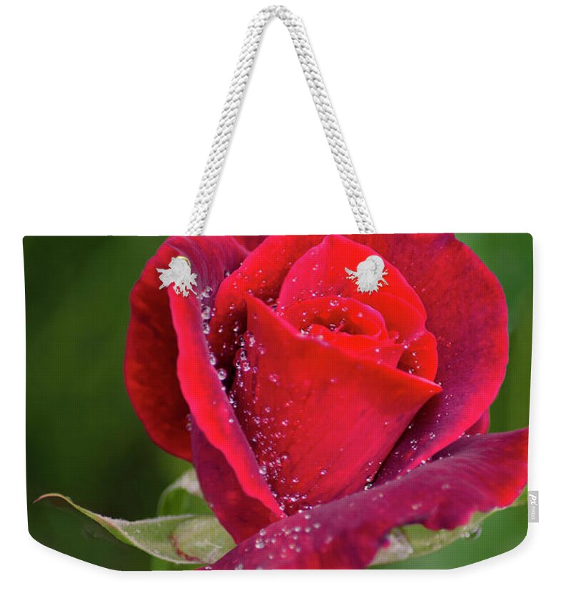 Red Rose Weekender Tote Bag featuring the photograph Single Red Rose by Christina Rollo