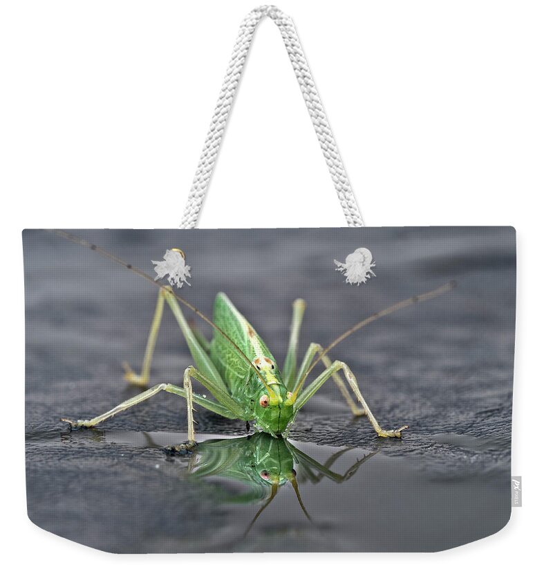 Sip Mirror Reflection Beautiful Green Eyes Cricket Drinking Water Insect Six Legs Unique Bizarre Close Up Macro Natural History Looking Humor Funny Single One Life-style Portrait Whiskers Delicate Vivid Color Beauty Alone Posing Elegant Handsome Figure Character Expressive Charming Singular Stylish Solo Fantastic Solitary Lonesome Loner Pretty Delightful Serenity Enjoying Joy Stimulating Mysterious Surreal Creative Fantasy Weird Imaginary Aesthetic Eccentric Grotesque Peculiar Face Puddle Nice Weekender Tote Bag featuring the photograph Sip Of Water - Am I Beautiful? by Tatiana Bogracheva