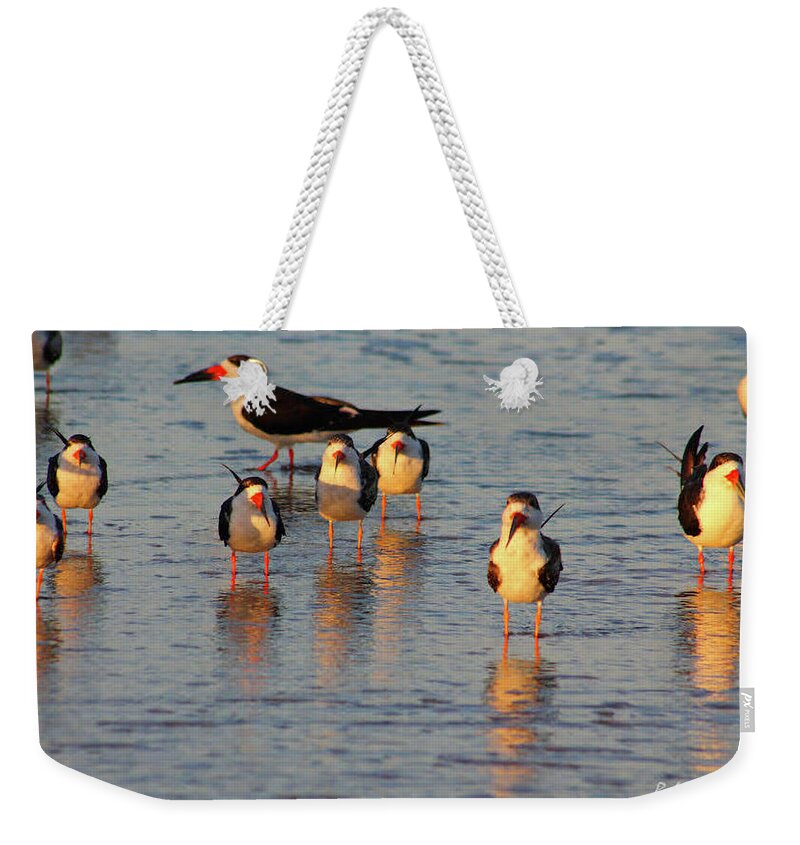 Birds Weekender Tote Bag featuring the photograph Skimmers On The Beach by Robert Banach
