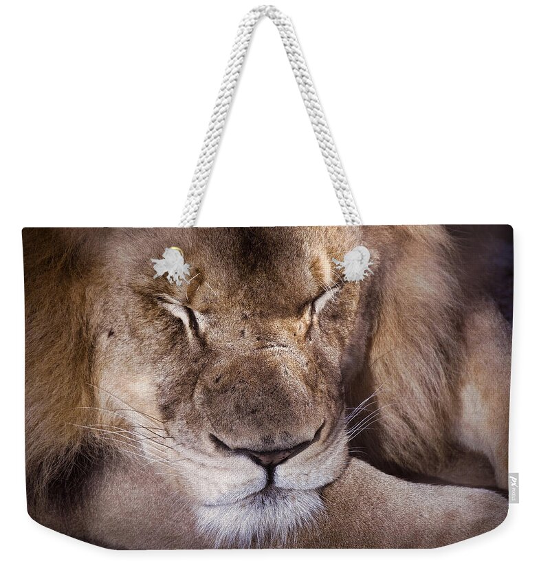 Lion Weekender Tote Bag featuring the photograph Sleeping Lion by Jim Signorelli