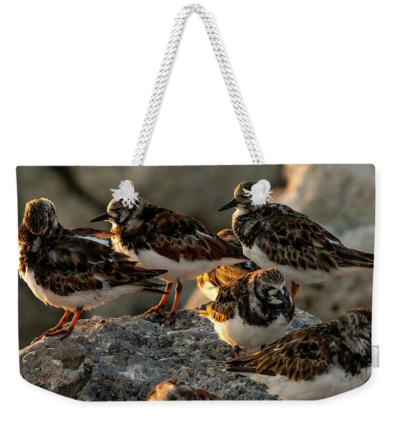Birds Weekender Tote Bag featuring the digital art Sleepy Ruddy Turnstones by Todd Tucker