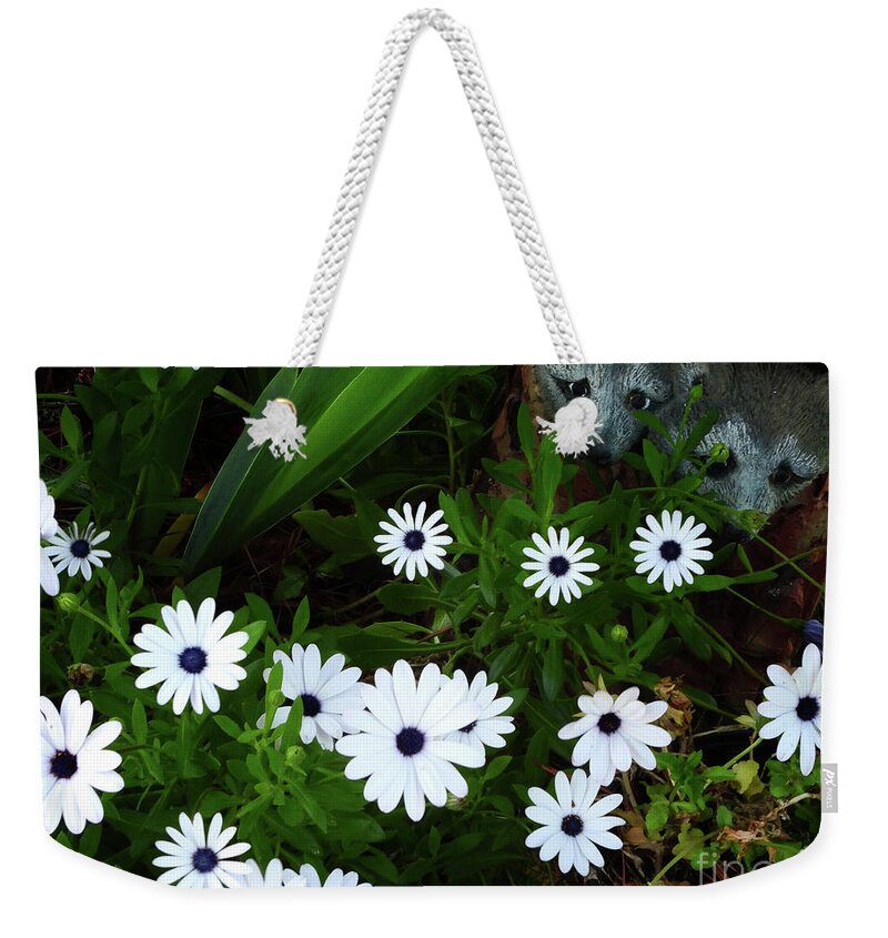 African Cape Daisy Weekender Tote Bag featuring the photograph Smell the Daisies by Scott Cameron