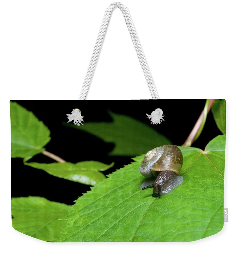 Macro Weekender Tote Bag featuring the photograph Snails Journey by Melissa Southern