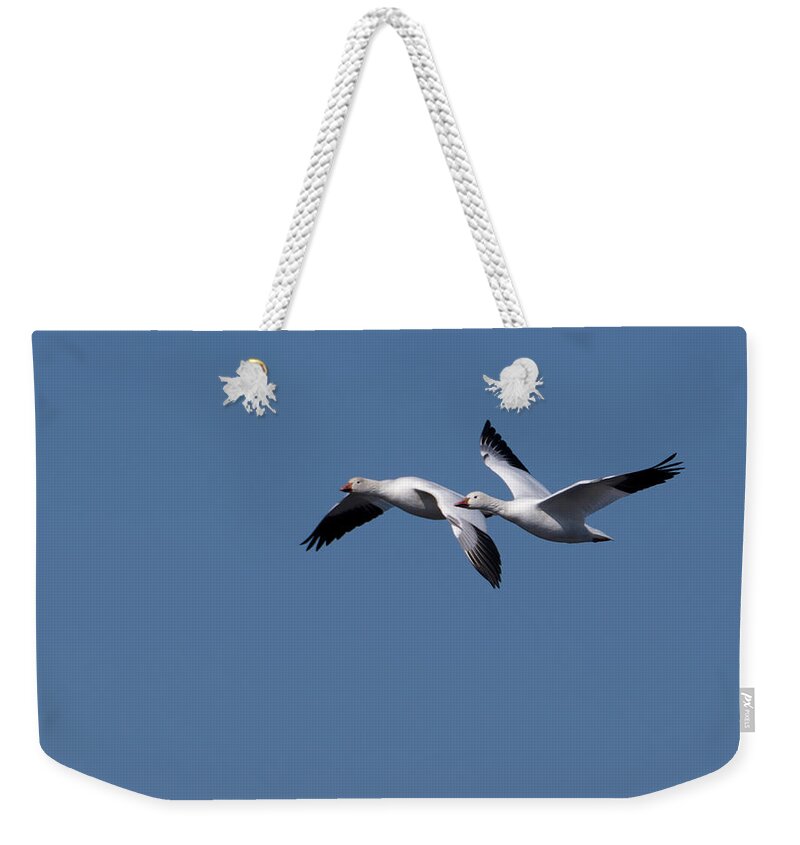 Snow Geese Weekender Tote Bag featuring the photograph Snow Goose Pair by Flinn Hackett