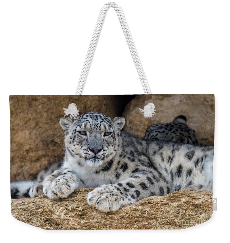 Two Weekender Tote Bag featuring the photograph Snow Leopard Couple by Arterra Picture Library