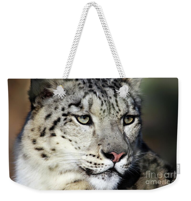 Snow Leopard Weekender Tote Bag featuring the photograph Snow Leopard Uncia uncia by Terri Waters