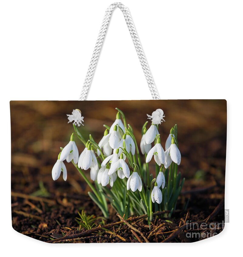 Snowdrops Weekender Tote Bag featuring the photograph Snowdrops by Tom Holmes Photography