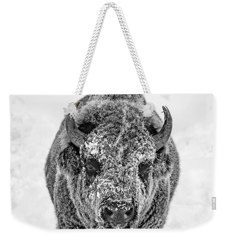 Bison Weekender Tote Bag featuring the photograph Snowy Bison by D Robert Franz