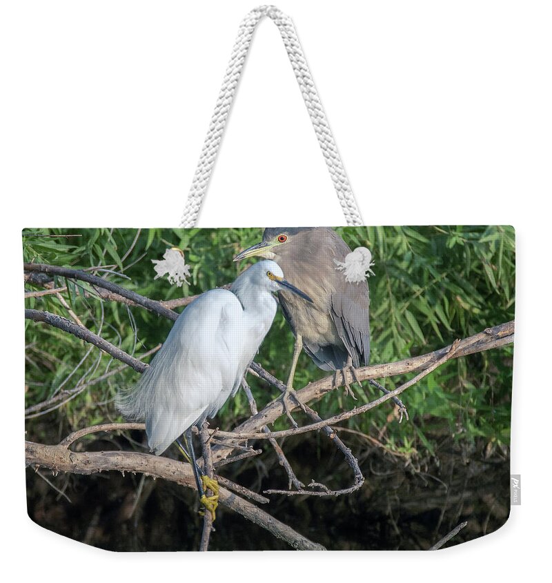 Snowy Egret Weekender Tote Bag featuring the photograph Snowy Egret and Black-crowned Night Heron 9600-092020-2 by Tam Ryan