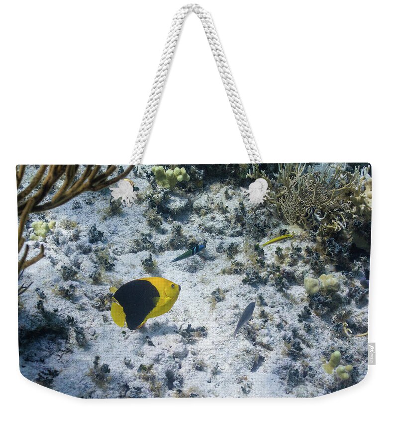 Animals Weekender Tote Bag featuring the photograph So Long by Lynne Browne