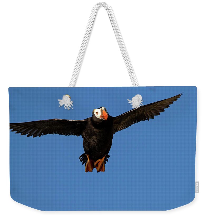 Tufted Puffin Weekender Tote Bag featuring the photograph Soaring Puffin by Shari Sommerfeld