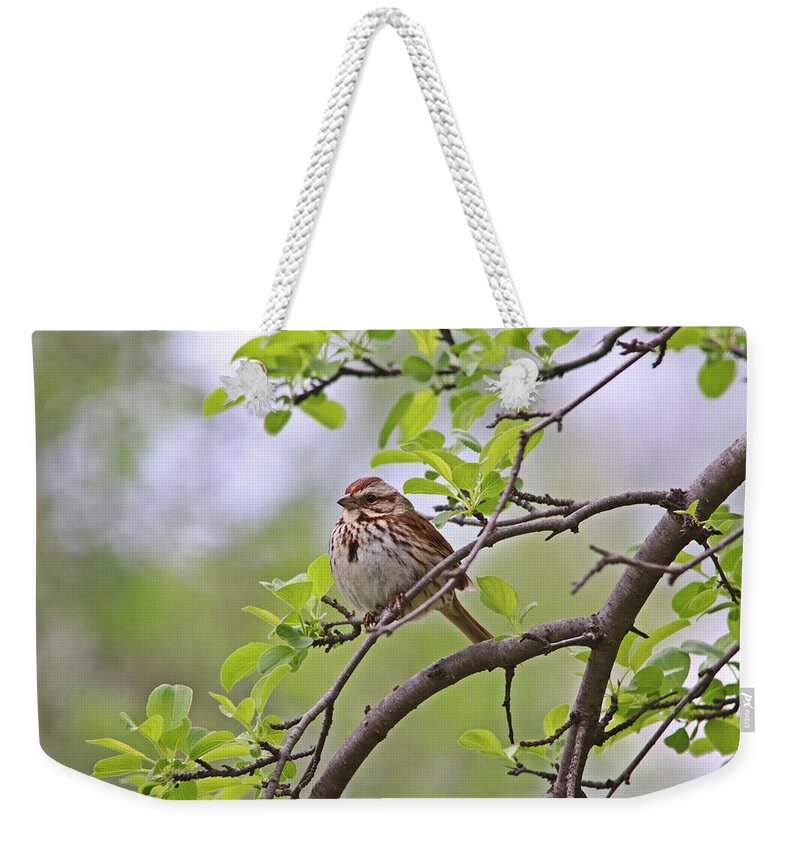 Sparrows Weekender Tote Bag featuring the photograph Song Sparrow in Spring by Marlin and Laura Hum