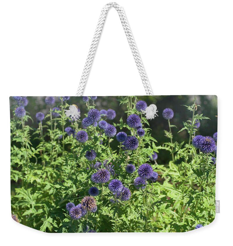 Jenny Rainbow Fine Art Photography Weekender Tote Bag featuring the photograph Southern Globe Thistle by Jenny Rainbow