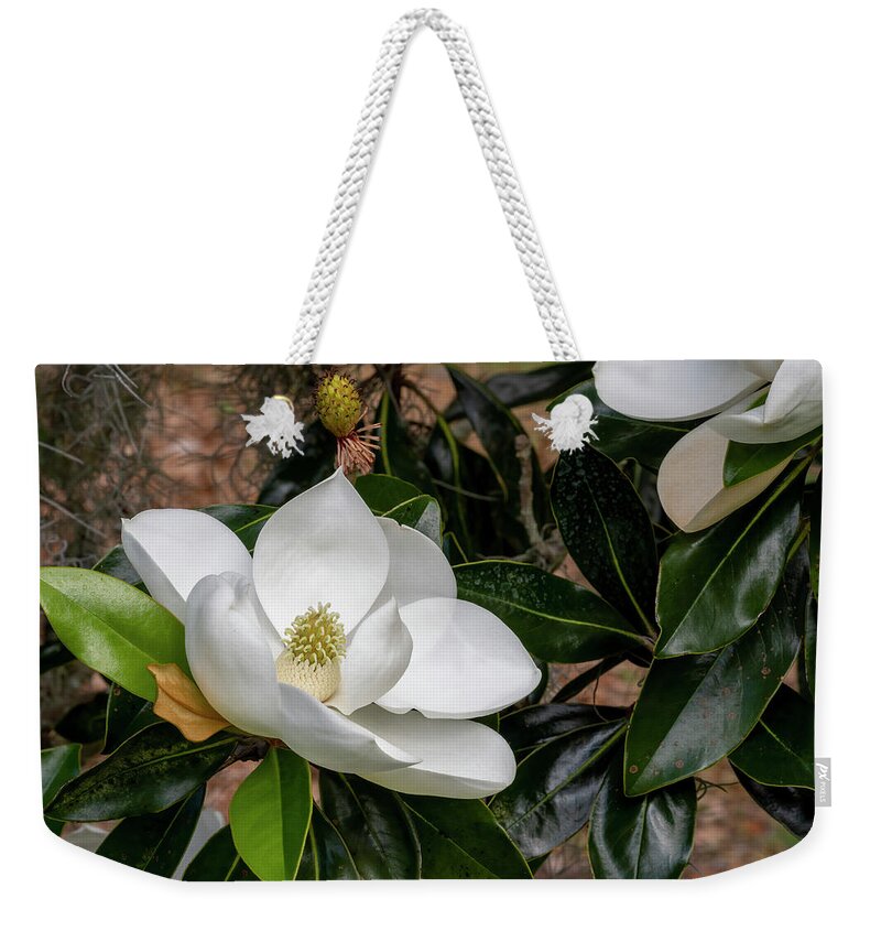 Southern Magnolia Weekender Tote Bag featuring the photograph Southern Magnolia Flower by Bradford Martin