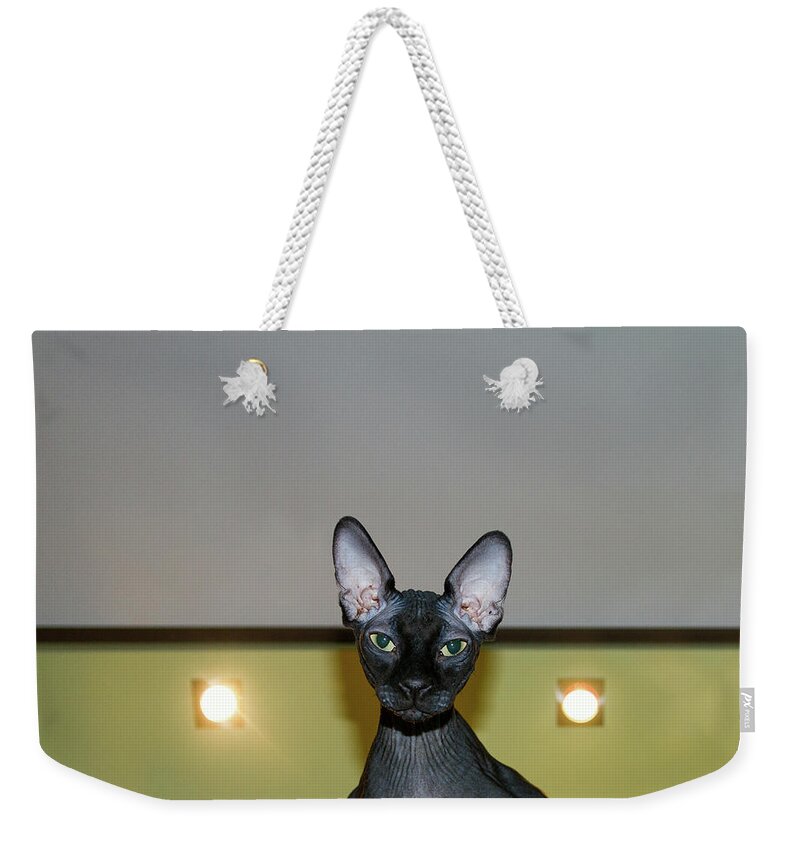 Animal Weekender Tote Bag featuring the photograph Sphinx by Stelios Kleanthous