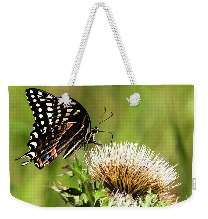 Spicebush Swallowtail Weekender Tote Bag featuring the photograph Spicebush Butteryfly in the Croatan National Forest - Eastern No by Bob Decker