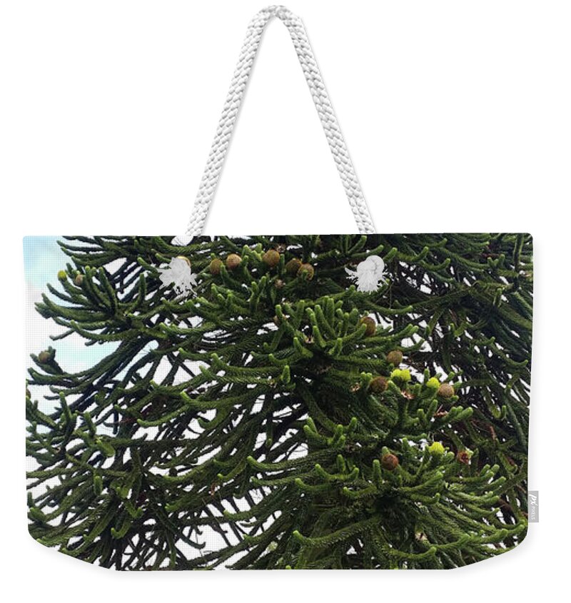 Spider Monkey Weekender Tote Bag featuring the photograph Spider Monkey Tree in Cornwall by Roxy Rich