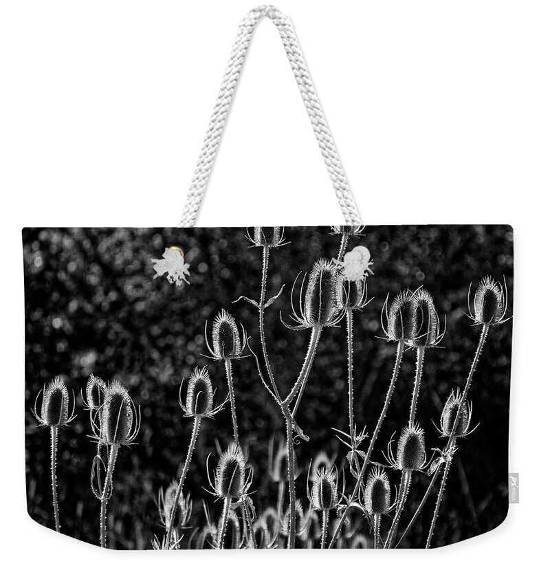 Spiny Alien Invaders Weekender Tote Bag featuring the photograph Spiny Alien Invaders -- Dry Teasel Flowers at E.E. Wilson Game Management Area, Oregon by Darin Volpe