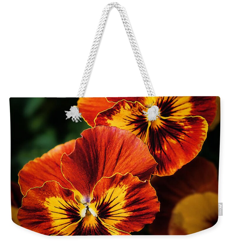 Garden Weekender Tote Bag featuring the photograph Spriing Pansy Flowers at Brookside Gardens by Stuart Litoff