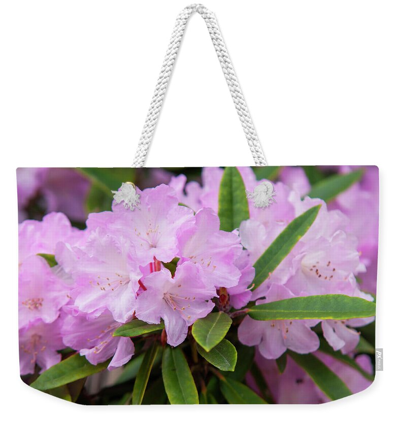 Jenny Rainbow Fine Art Photography Weekender Tote Bag featuring the photograph Spring Bloom of Rhododendrons. Hybrid Petr 1 by Jenny Rainbow