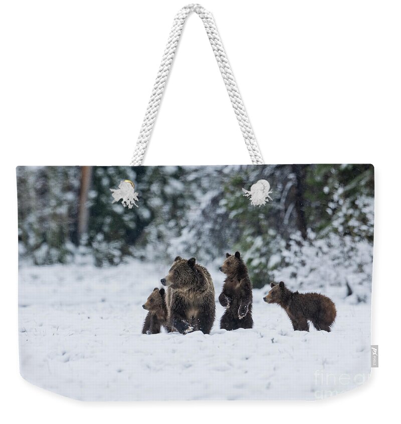 Animals Weekender Tote Bag featuring the photograph Spring Folly - Bears by Sandra Bronstein