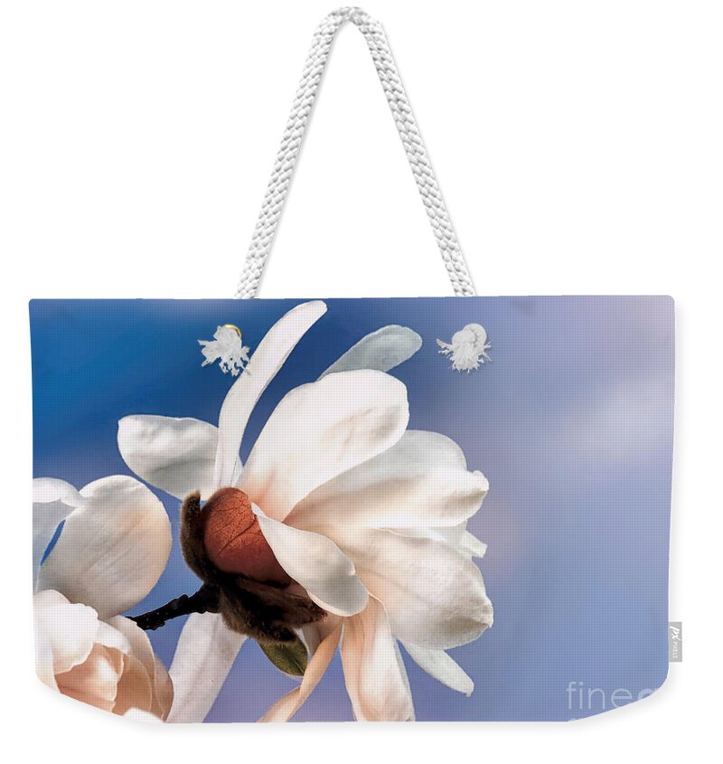 White Magnolia Weekender Tote Bag featuring the photograph Spring magnolia blossoms by Janice Drew