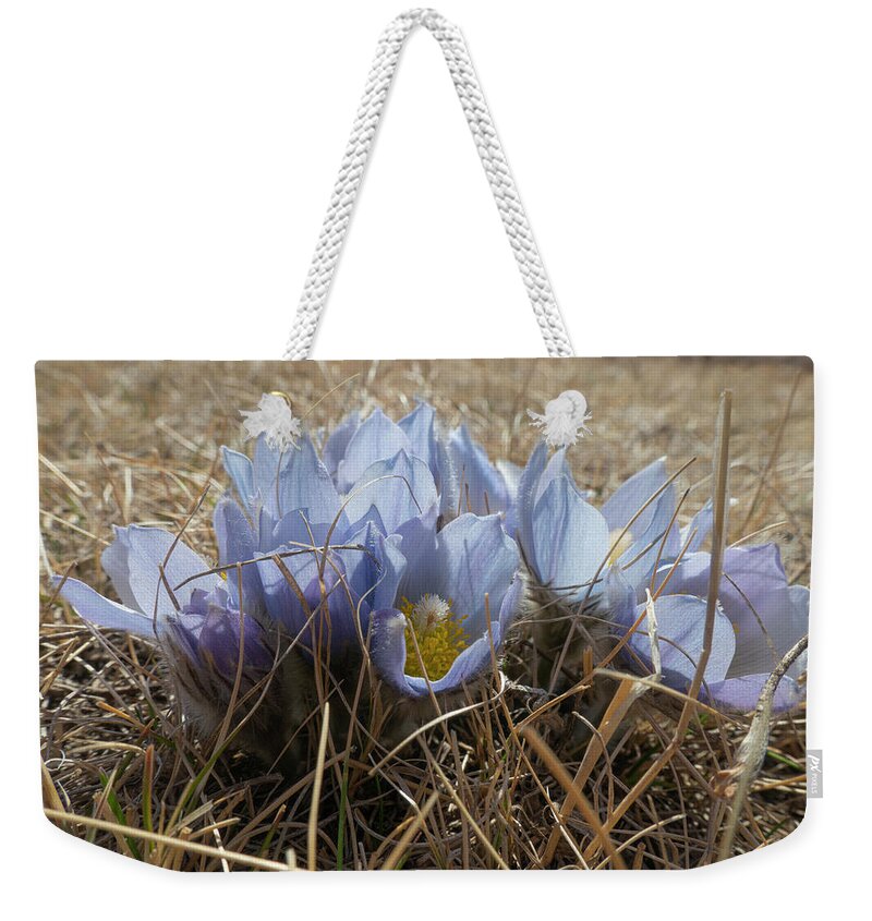 Crocus Weekender Tote Bag featuring the photograph Spring Prairie Crocus by Karen Rispin