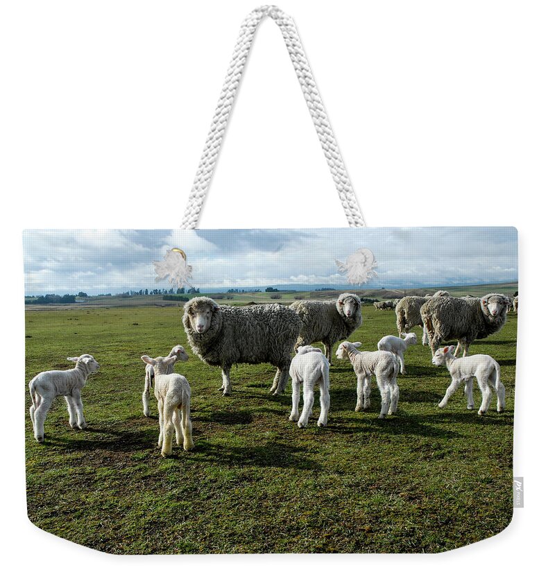 Sheep Weekender Tote Bag featuring the photograph Springtime Babies - High Country Sheep Muster, South Island, New Zealand by Earth And Spirit