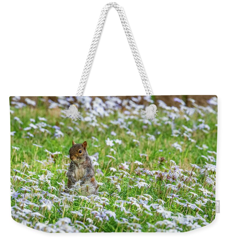 Star Flower Weekender Tote Bag featuring the photograph Spring Star Flowers and a Squirrel by Rachel Morrison