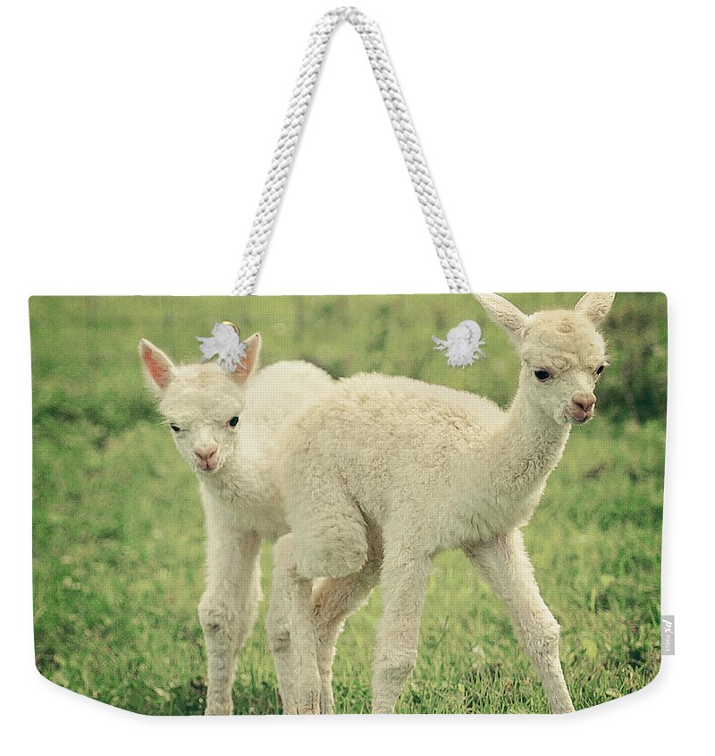Spring Things Weekender Tote Bag featuring the photograph Spring Things by Carrie Ann Grippo-Pike