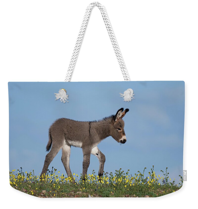 Wild Burros Weekender Tote Bag featuring the photograph Spring Time by Mary Hone