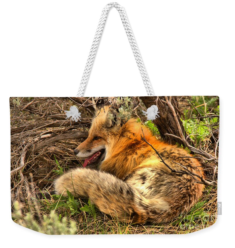 Fox Weekender Tote Bag featuring the photograph Springtime Nap by Adam Jewell
