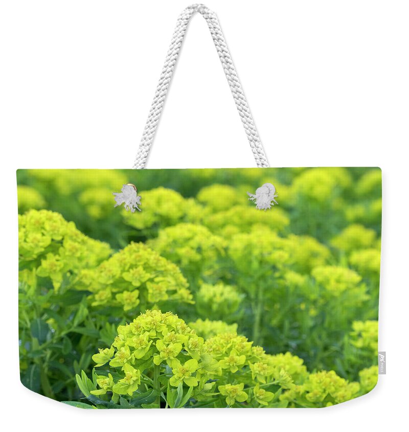 Euphorbia Weekender Tote Bag featuring the photograph Spurge by Patty Colabuono