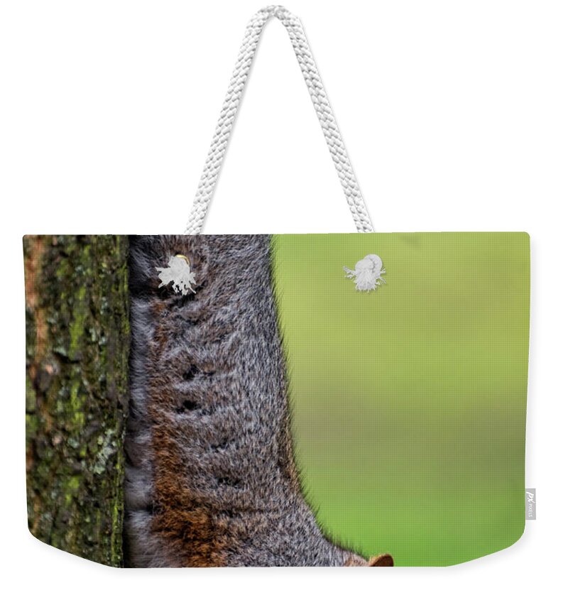 Squirrel Weekender Tote Bag featuring the photograph Squirrel at Greenwich Park 2 by Pablo Lopez