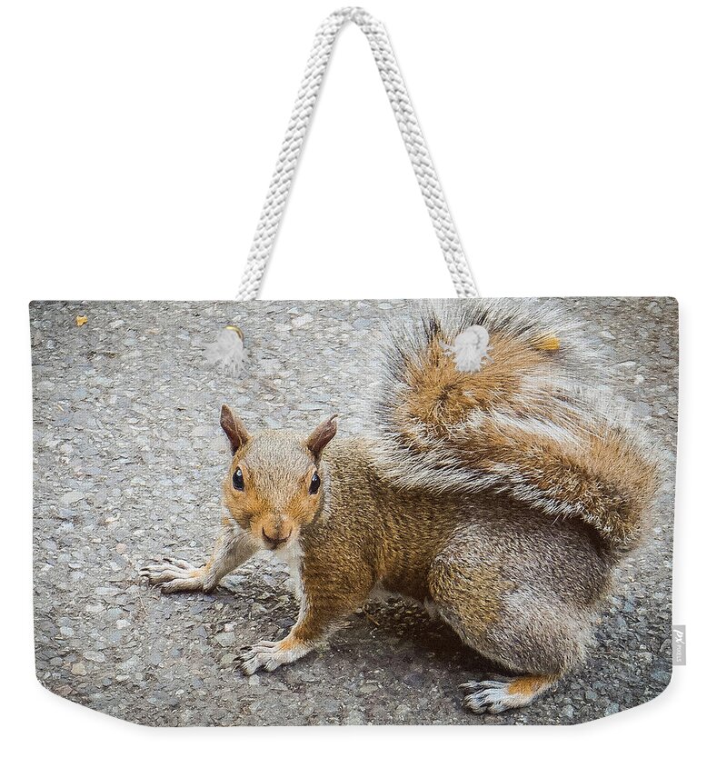 Squirrel Weekender Tote Bag featuring the photograph Squirrel at the Zoo by Anamar Pictures