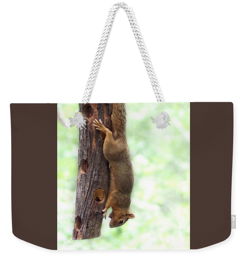 Squirrel Weekender Tote Bag featuring the photograph Squirrel Upside Down by James C Richardson