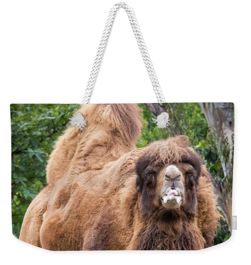 Brown Weekender Tote Bag featuring the photograph Stare Down Challenge by David Levin