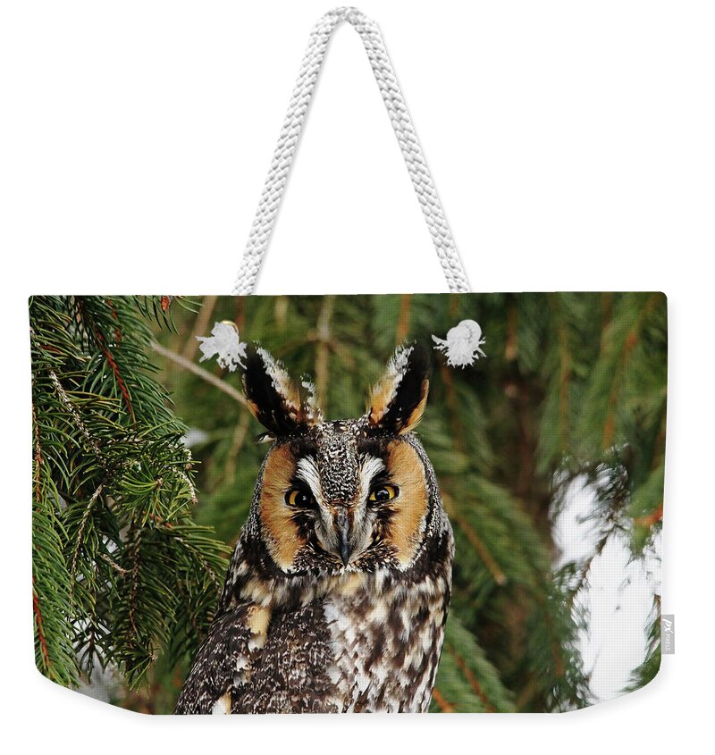 Owl Weekender Tote Bag featuring the photograph Stare Down by Debbie Oppermann
