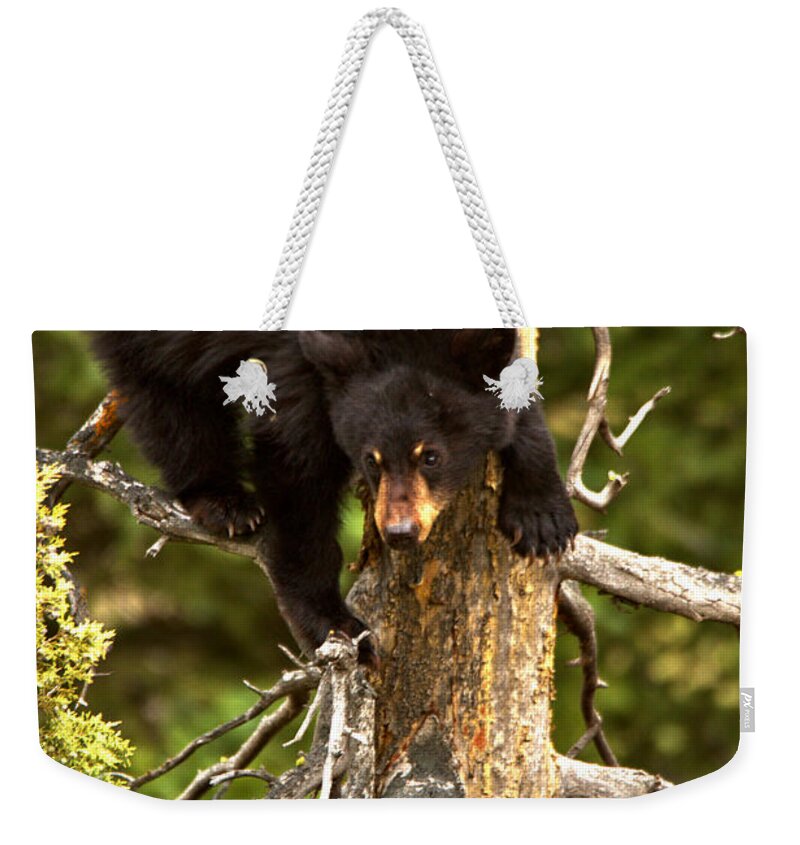 Black Bears Weekender Tote Bag featuring the photograph Starting The Climb Down by Adam Jewell