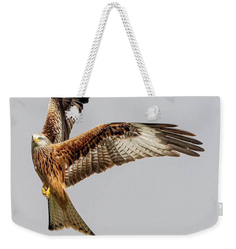 Red Kite Weekender Tote Bag featuring the photograph Startled Red Kite by Mark Hunter