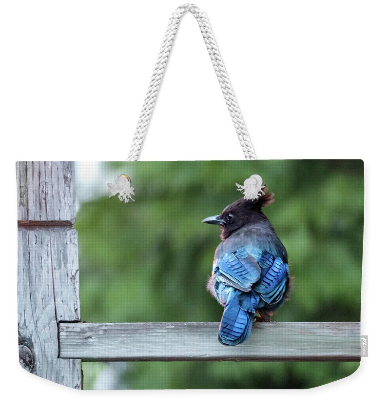 Bird Weekender Tote Bag featuring the photograph Stellar Jay Watching by D Lee