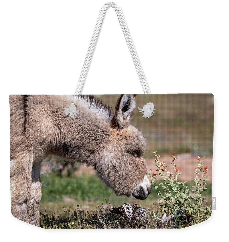 Wild Burros Weekender Tote Bag featuring the photograph Stop and smell the flowers by Mary Hone