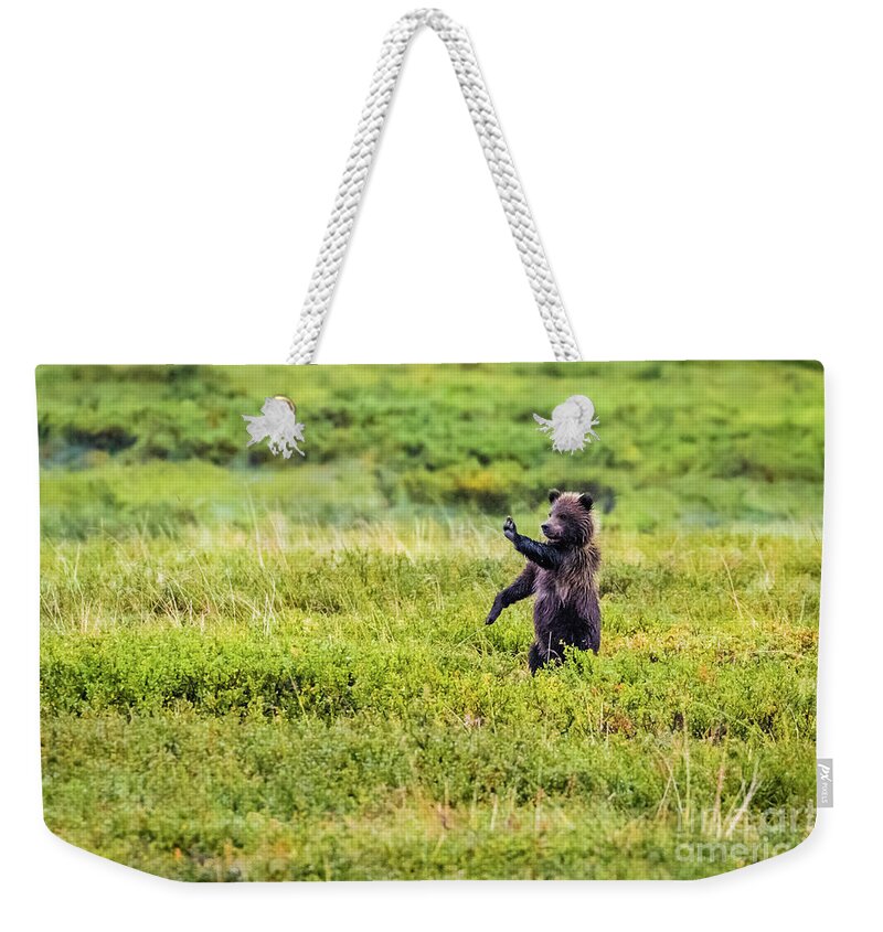 Stop Weekender Tote Bag featuring the photograph STOP - brown bear cub in Denali NP by Lyl Dil Creations